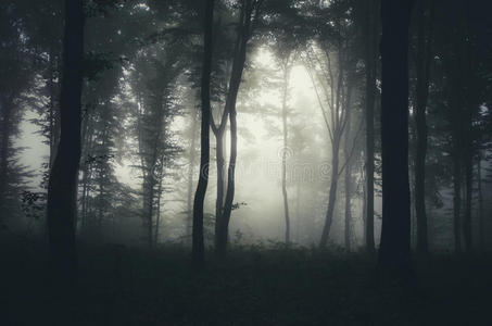 雾林