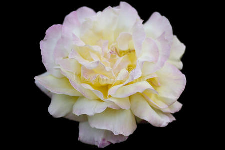 白玫瑰和粉红玫瑰