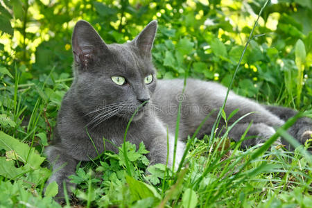 灰色的猫躺在草地上