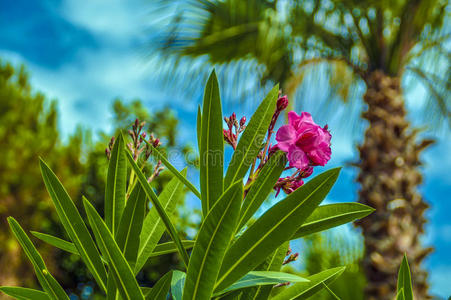 海滩 自然 阿拉尼亚 植物 火鸡 克列奥帕特拉 花园
