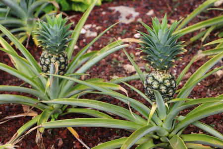 花园 植物 维生素 收获 瓦胡 作物 生长 甜的 成长 自然