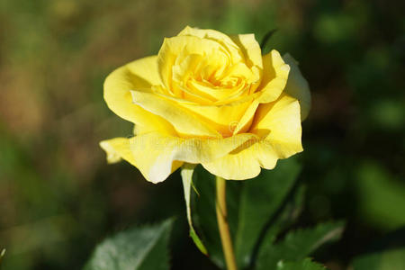 粉红色 花园 花束 植物学 花瓣 美女 树叶 春天 植物