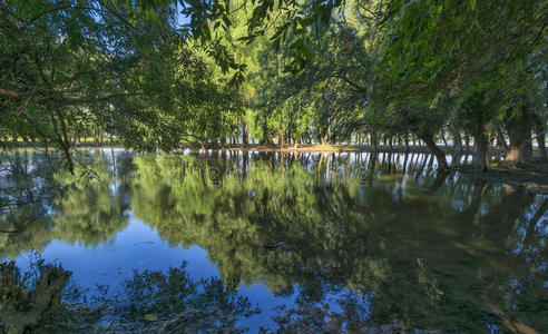 池塘 天空 反射 镜子 森林 淹没 美丽的 美女 夏天 自然