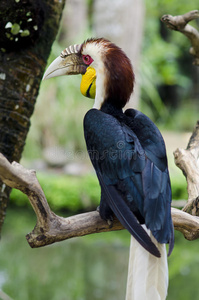 异国鸟嘴鸟坐在树枝上。 野生动物巴厘岛，印度尼西亚
