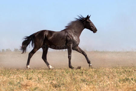 种马 运动 灰尘 哺乳动物 地面 自然 卢西塔诺 母马 跑步者
