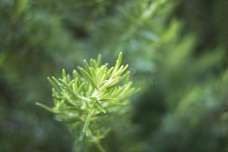 食物 素食主义者 生长 草本植物 花园 栽培 调料品 灌木