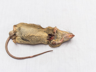 死老鼠图片