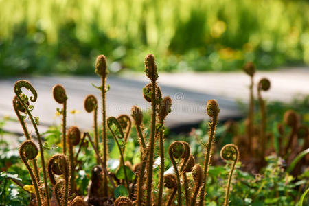 分支 植物区系 植物 环境 夏天 特写镜头 自然 春天 蕨类植物