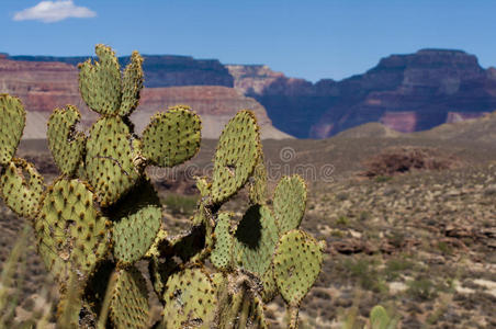 仙人掌峡谷大峡谷天然植物-仙人掌照片