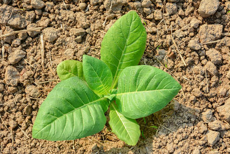烟草植物阳光下在田间给烟草幼树施肥烟草植物种植园中烟草植物的幼苗