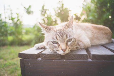 猫躺在背光的木凳上