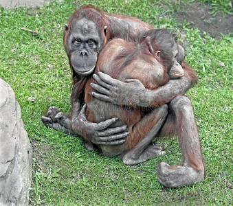 婆罗门猩猩13