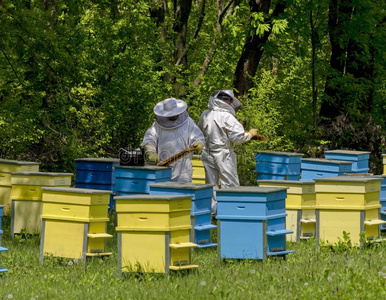 嗡嗡声 殖民地 动物 领域 养蜂人 男人 蜂蜜 风景 草地