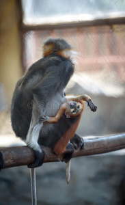 小猴子和它妈妈