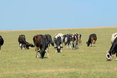 田野上的奶牛。