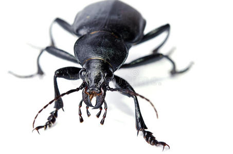 赫丘利甲虫的图片图片