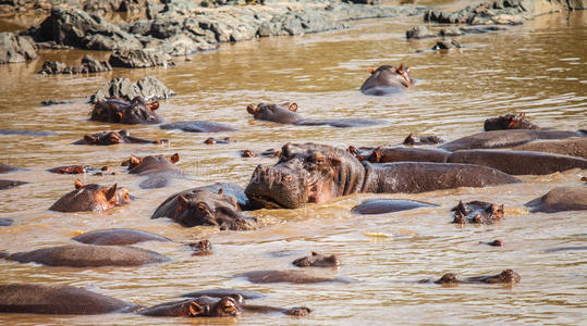水塘 游猎 非洲 坦桑尼亚 南方 哺乳动物 储备 国家的