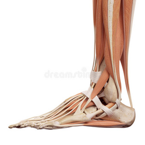 踝关节 致使 解剖 科学 插图 骨架 肌肉组织 肌肉 生物学