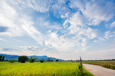 稻田