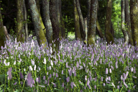 风景 荒野 花园 季节 粉红色 清理 森林 公园 草地 领域