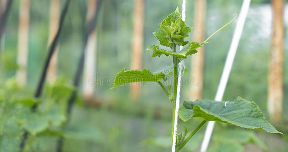 草药 生长 植物 农事 特写镜头 食物 环境 树叶 栽培