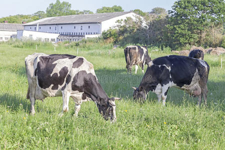 在绿色的夏田里放牧奶牛。