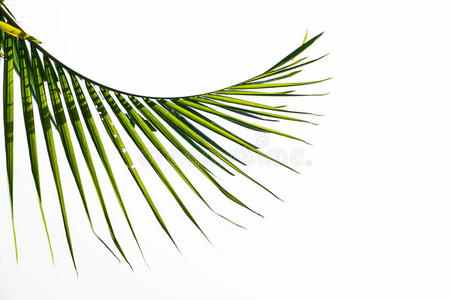 白底棕榈叶照片