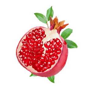 新鲜水彩石榴矢量插图照片