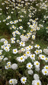 田野里的雏菊