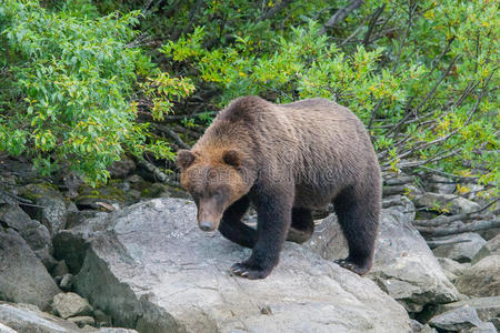 海滩 岩石 森林 公司 动物 狩猎 灰熊 国家的 卡特迈