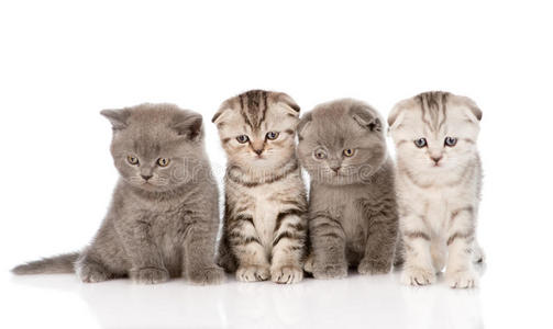 四只小猫坐在前面。 在白色背景上隔离