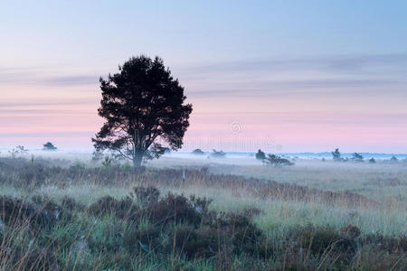 草地 早晨 风景 荷兰语 美女 粉红色 自然 德伦特 季节