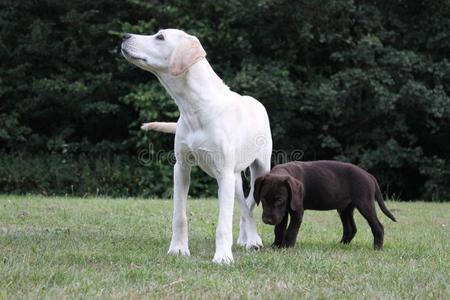 棕色可爱的小狗和拉布拉多小狗