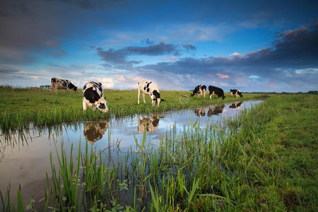 牛在湖边吃草的图片图片