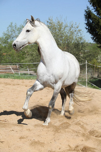 惊人的白色安达卢西亚种马移动