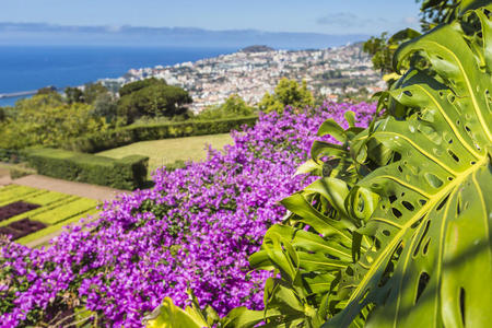 葡萄牙马德拉岛Funchal镇著名的热带植物园