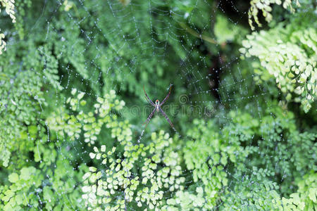特写镜头 蜘蛛 网格 网络 自然 网状物 陷阱 野生动物