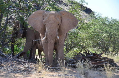 大象，伊托沙国家公园