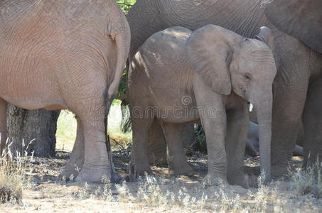 大象，伊托沙国家公园