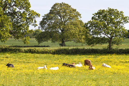 牧场 吃草 橡树 夏天 牛奶 农场 喂养 休息 乳制品 农业