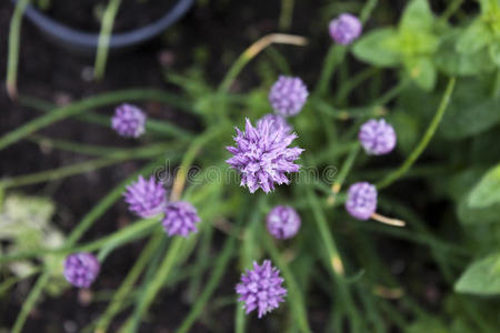 韭菜花