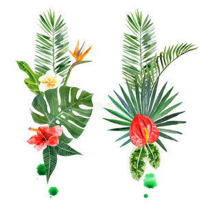 收集 树叶 椰子 绘画 开花 插图 夏威夷 艺术 要素 植物学