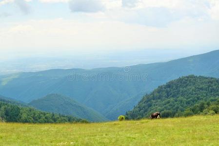 奶牛 小山 环境 风景 放牧 动物 草地 森林 颜色 欧洲