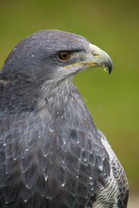 面对 猛禽 航班 美国 自然 猎鹰 生物 猎人 自由的 自由