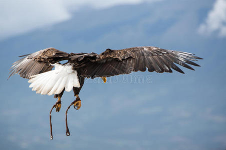 美国秃鹰在厄瓜多尔的奥塔瓦洛飞行