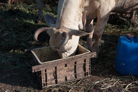 肉牛养殖围栏。