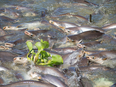 生物 斗争 动物 淡水 钓鱼 挣扎 喂养 食物 游泳 鲶鱼