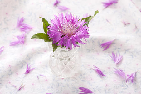 美丽的 分支 花束 颜色 粉红色 野花 植物 紫色 自然