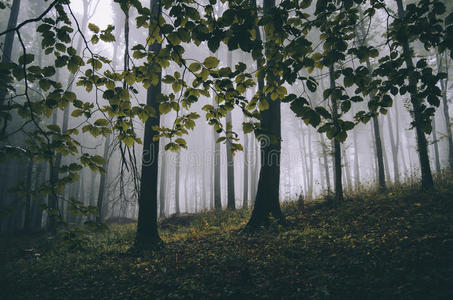 森林里有神秘的雾