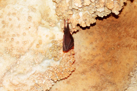 岩石 攀登 蝙蝠 动物 深的 崩落 殖民地 自然 特写镜头